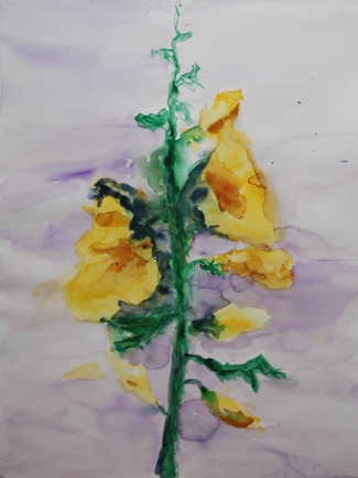 Yellow Hollyhoch